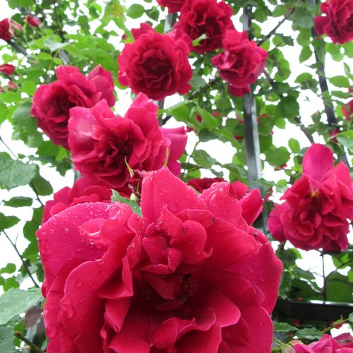 Czerwony - Róże pienne - z kwiatami bukietowymi - korona zwisająca